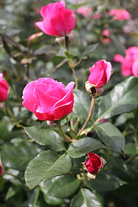 Ros, puķe, sarkana, rozā, dārza, rozes, ziedi