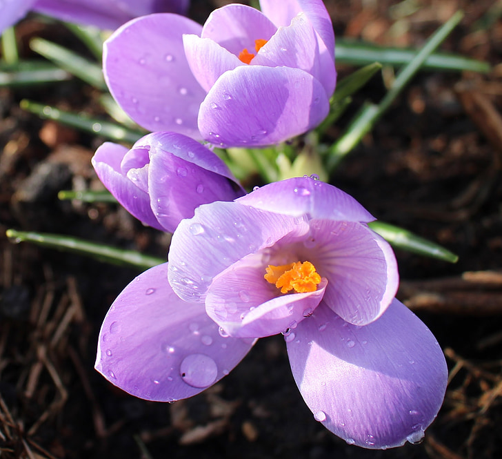 flowers, crocus, purple, beaded, spring, signs of spring, park