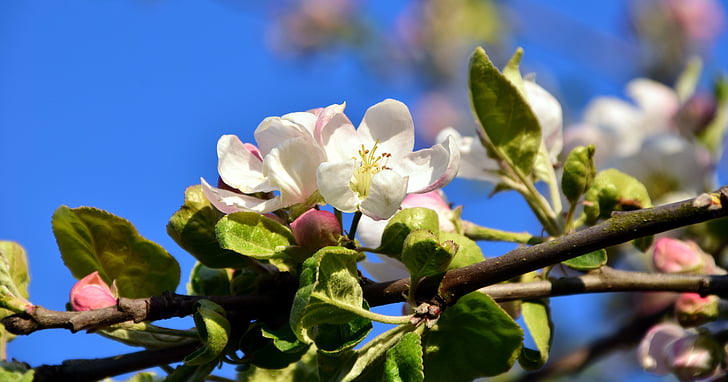 žiedų, žydėti, obuolių žiedų, obelis, pavasarį, Apple tree gėlės, balta