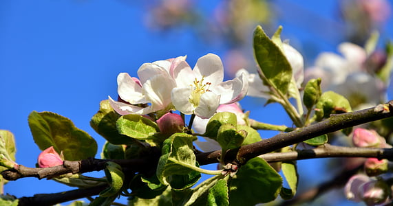Blossom, Bloom, Apple blossom, æbletræ, forår, Apple tree blomster, hvid