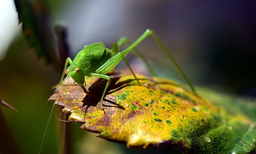 grasshopper, green, close, insect, nature, animal, viridissima