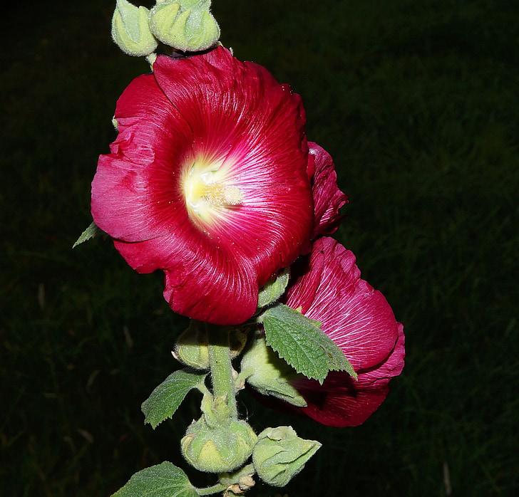 Stock rose, Blossom, Bloom, Stock rózsakert, dísznövények, világos, szín