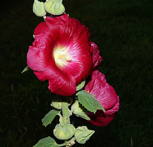 запас Роуз, цвітіння, цвітіння, запас Розарій, декоративна рослина, яскраві, колір