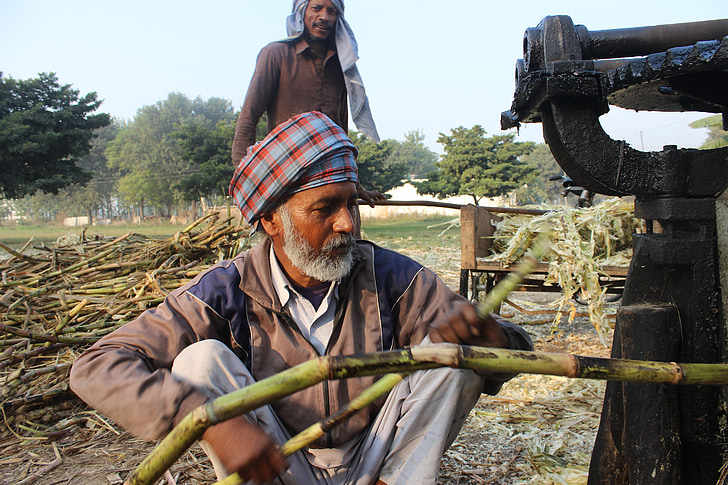 sukkerrør, mand, maskine, Punjab, Jaggery