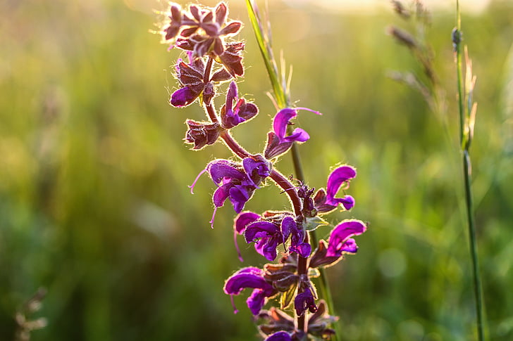 Salvia, ungu, padang rumput, bidang, tanaman, alam, lampu