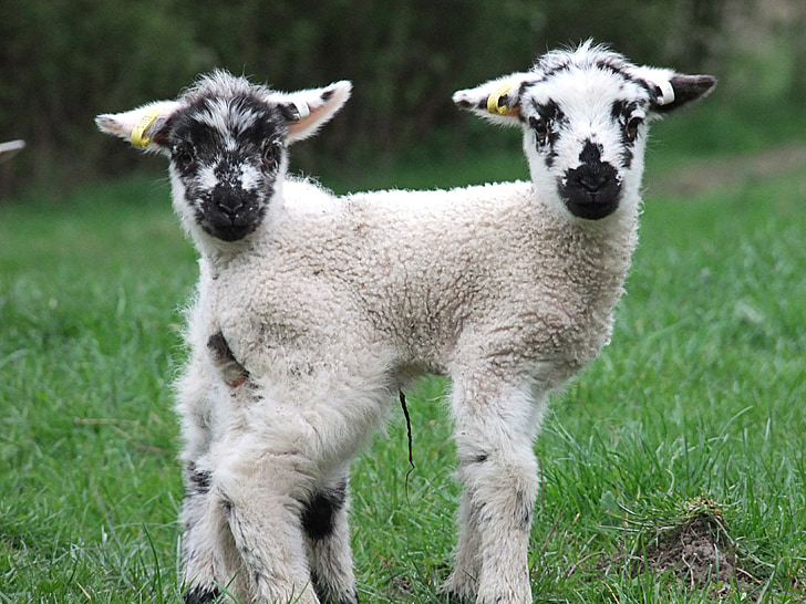 Cordero, primavera, oveja, granja, jóvenes, animal, lana