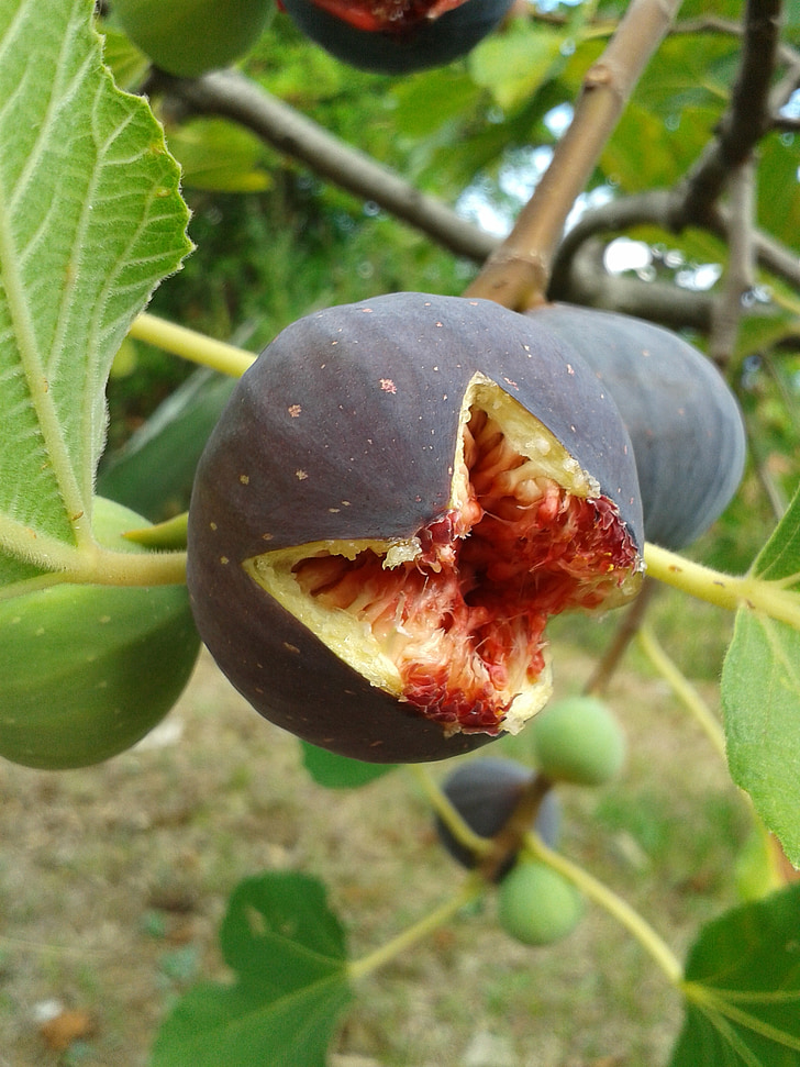 Fig, figuier, véritable lâche, fruits, fruits, des feuilles de vigne, arbre