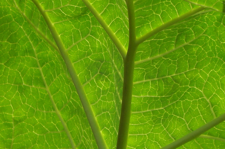 Leaf, grön, transparent