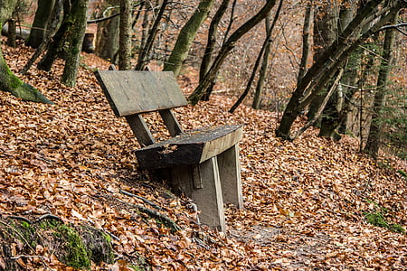 banka, Les, podzim, listy, Příroda, strom, dřevo - materiál