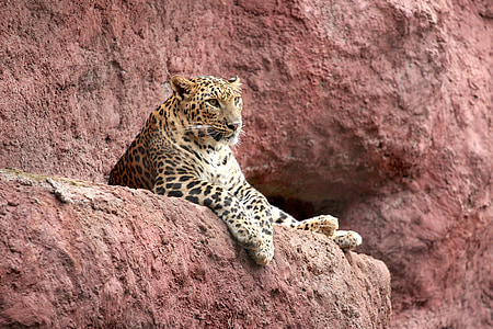 Jaguar, kaķis, zooloģiskais dārzs, zīdītāju, plēsēju, kaķa, bīstams