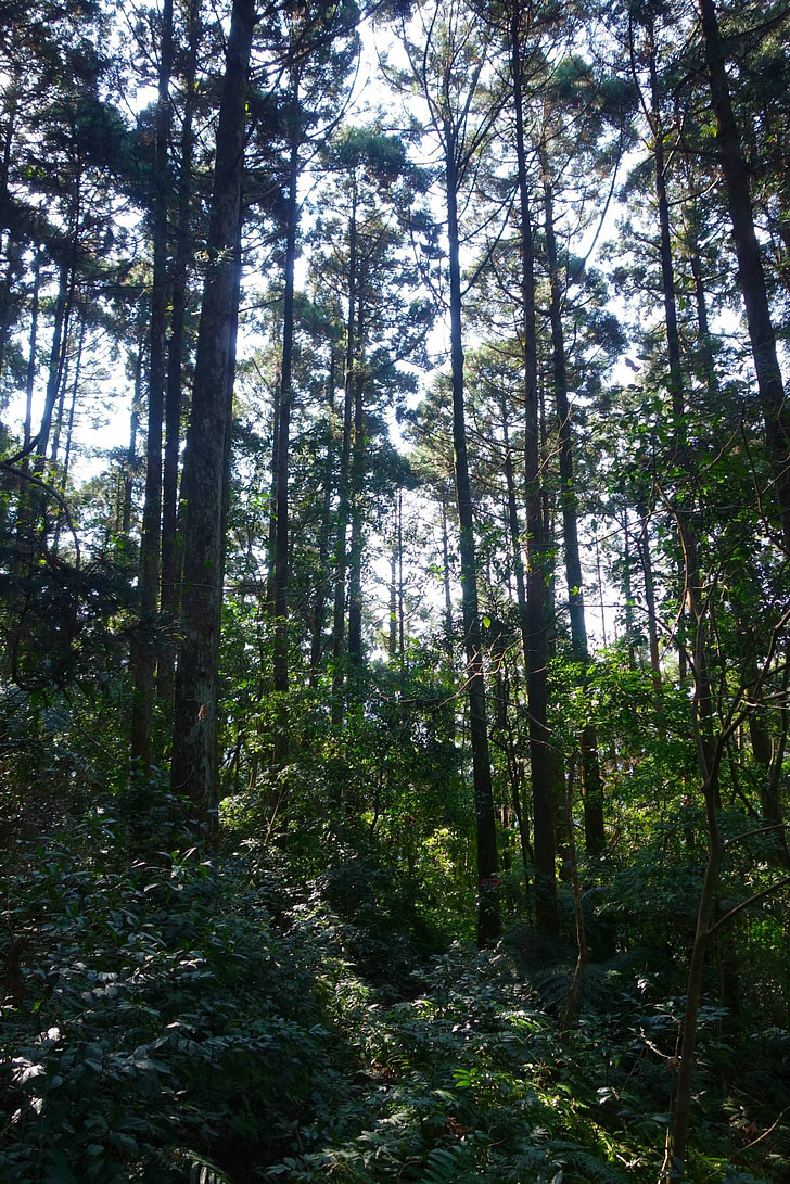 Woodland, Taiwán, bosque