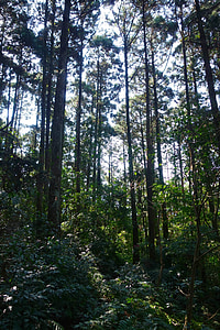 meža, Taivāna, meža