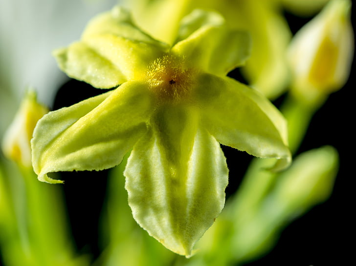 květ, květ, Bloom, žlutá, Zavřít