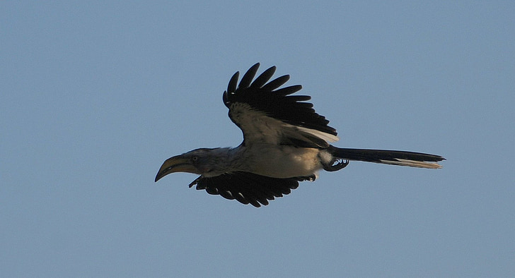 bird, hornbill, silhouette, flying, wildlife, wings, flight