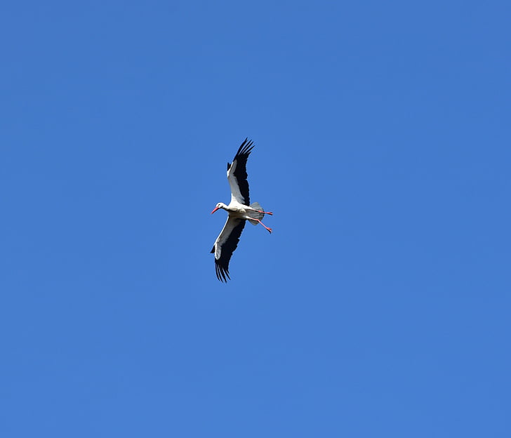 stork, sky, fly, black white, bill, rattle stork, white stork