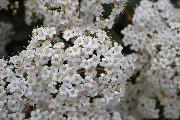 valkoinen kukka, kukka, kukat, kevään, Flora