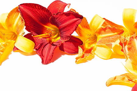 Daylily, λουλούδια, το καλοκαίρι, χαρτικά, επαγγελματική κάρτα, φόντο, Ευχετήρια κάρτα