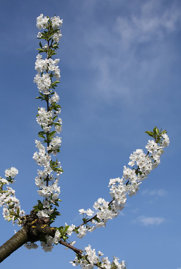 cherry blossoms, branch, sky, white, blue, nature