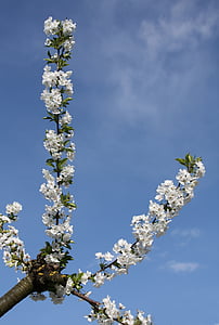 flori de cires, Filiala, cer, alb, albastru, natura