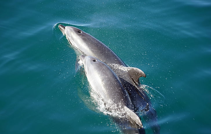 Delfine, Kieferorthopäde, Meeressäuger, Säugetiere, Mutter und baby, Bucht der Inseln, Neuseeland
