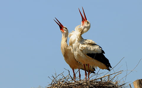 stork, nest, success, bird, animal, wildlife, nature