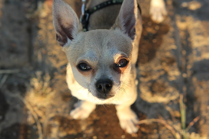 Chihuahua, hund, lilla hunden, Söt, liten, bild, Sun ray