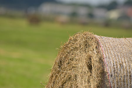 干草, 圆形包, 干草捆, 冬季饲料, 收获, 农业, 牛饲料