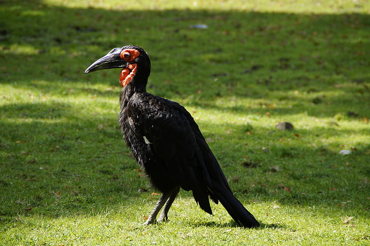 ground-hornbill, bird, bill, raven, ground birds, exotic, black