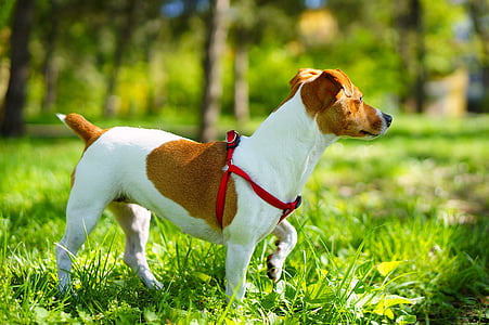 Jack russell, Terrier, um cão pequeno, manchas marrons