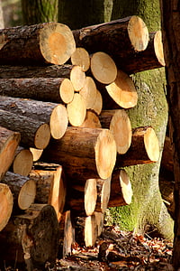 tumpukan kayu, log, penebangan, hutan, kayu, Gunung, Lumut