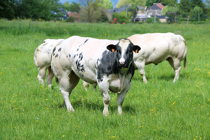 vaches, troupeaux, de reproduction