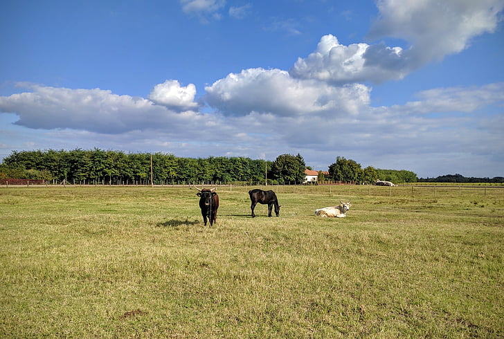 Sheer, Himmel, Kuh, Great plains, Bauernhof, Landwirtschaft, Natur