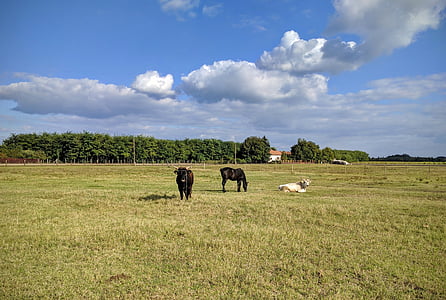 sheer, sky, cow, great plains, farm, agriculture, nature