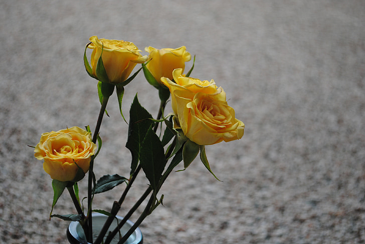 Rožė, geltona, gėlė, gėlių, Gamta, Valentino, meilė