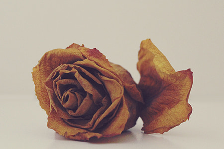 rose, withered, dry, faded, transient, flower, close