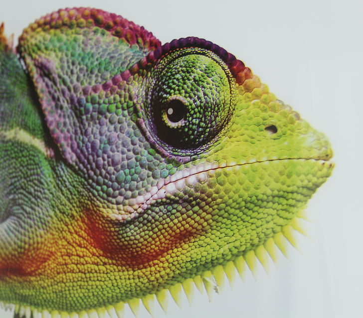chameleon, animal, reptile, eye, color, camouflage, animal mimicry