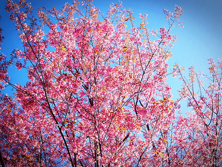 bloom, blossom, branches, flora, flowers, plant, tree