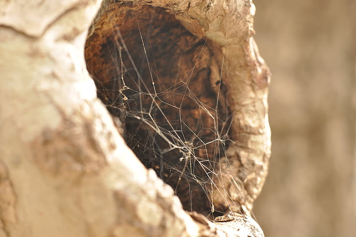 spindel, webben, Spiderweb