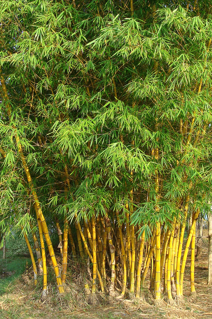 Golden bambus, stripete bambus, Bambusa vulgaris, Poaceae, Bambusa vulgaris var, striata, Bambusa striata
