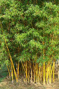 bambù dorato, bambù a strisce, Bambusa vulgaris, Poaceae, Bambusa vulgaris var, striata, Bambusa striata