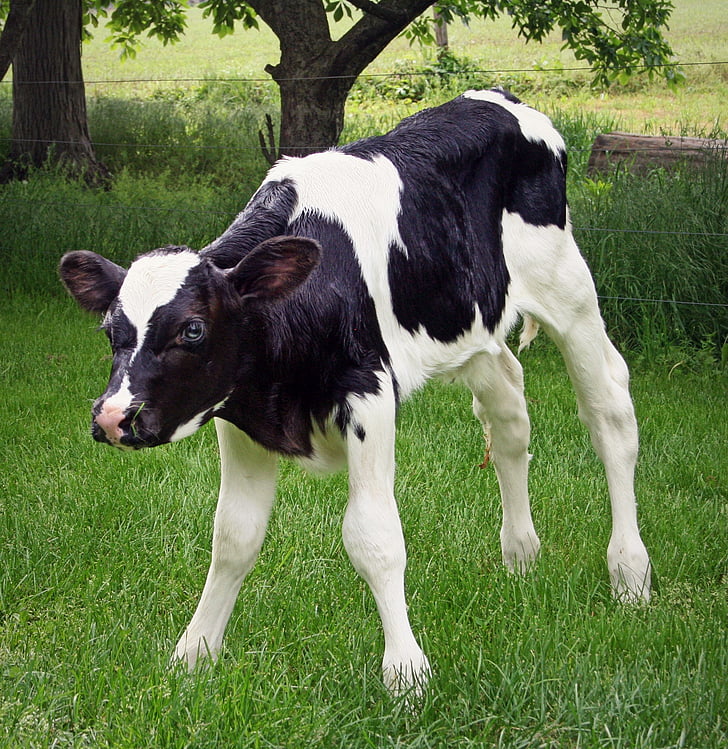 bezerro, Holstein, pecuária, produtos lácteos, bovina
