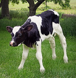 kalv, Holstein, Husdyr, meieriprodukter, storfe