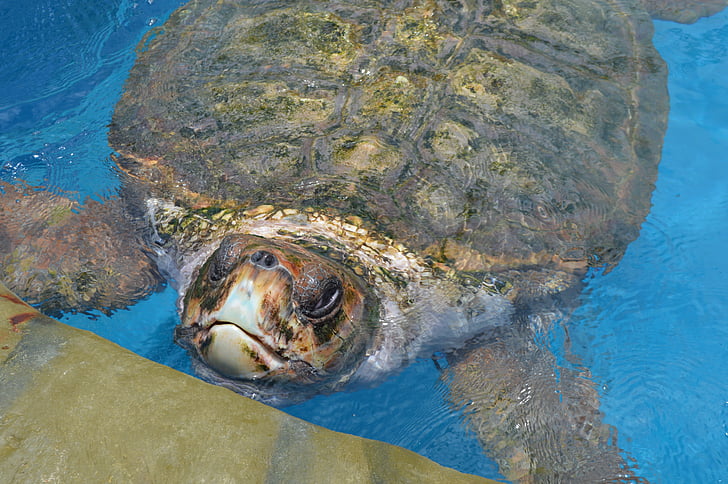 Tamar project, gigantisk sköldpadda, Bahia, Brasilien, stark beach, Mar, djur