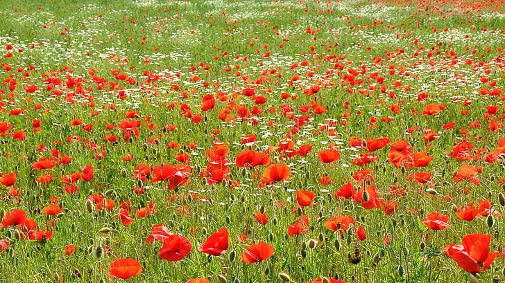 spring, nature, poppy, meadow flower