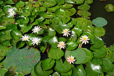 lily, peach glow, nymphaeaceae, nymphaea caerulea, blue water lily, sacred blue lily, flower