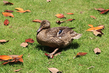 duck, bird, prato, green, dried leaves, brown, animal