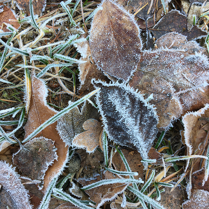 Frost, sương muối, lạnh, mùa đông, lá, mặt đất, đông lạnh