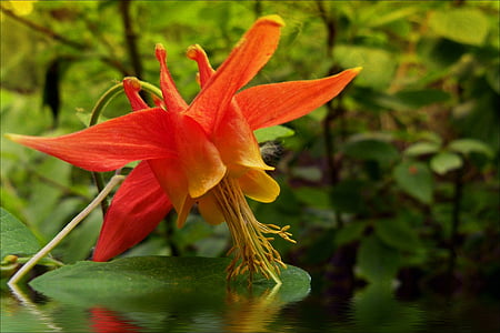 наводнени, Sitka Калъмбайн, диви цветя, цвете, растителна, природата, гора