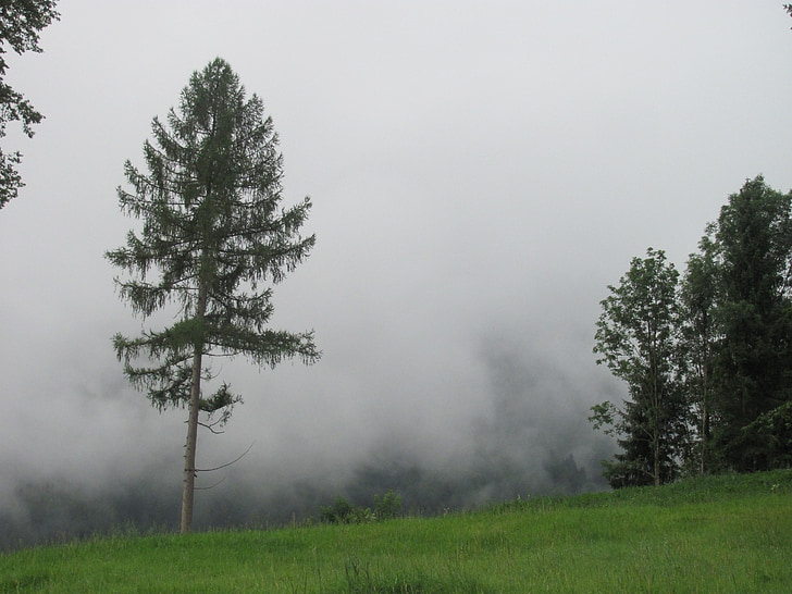 sương mù, Critter, cây thông, Glade