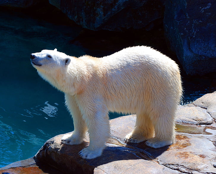 oso de, polar, naturaleza, flora y fauna, Ártico, animal, nieve